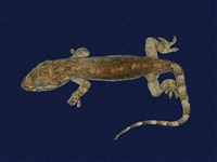 藏品(鉛山壁虎)的圖片